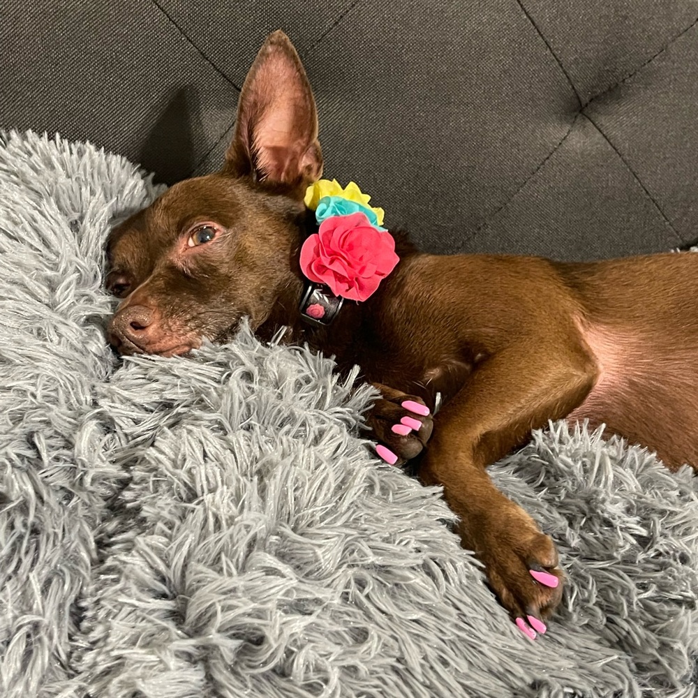 Meet your Posher, Fabi